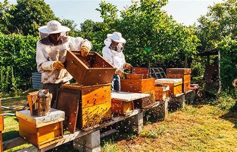 bee keeping tracking rfid system|best practices for honey bees.